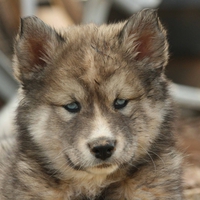 Wolf Puppy