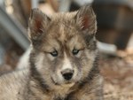 Wolf Puppy