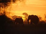 Kenya elephants