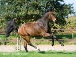 Warmblood Horse