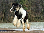 Playful Gypsy Horse