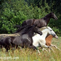 Horses Galloping