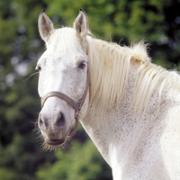 white arabian