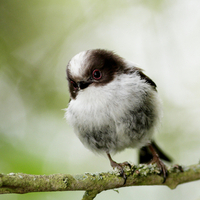 Long-tailed tit