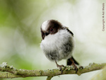 Long-tailed tit