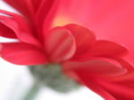 Red Flower