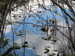 Sky reflected in swamp