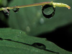 Rainforest Dewdrops