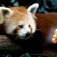 Red panda