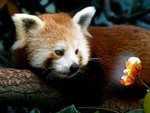 Red panda