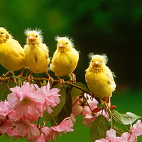 Wild canaries