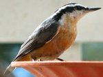 Nuthatch on deck, Auburn, WA