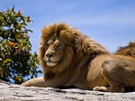 male_lion_on_rock