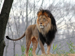 Aslan