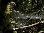 Used spiderweb, fixer upper
