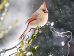 Female Cardinal in a Snow Storm 1