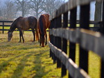 horses grazing