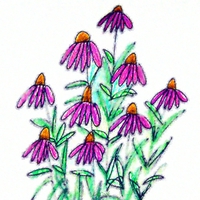 purple coneflowers