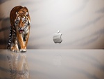 tiger and apple