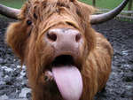 cow lick