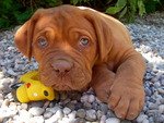 dogue de bordeaux