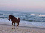 Wild pony on beach