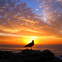 Bird At Sunset