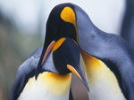 penquin love