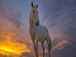 pretty white horse