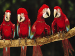 bright red parrots