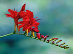 crocosmia