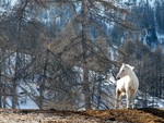 white horse in the woods