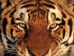 Bengal Tiger 3D