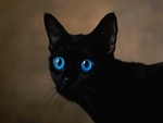 WITCHY\'S CAT
