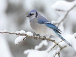SNOWY BIRD