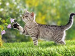 NICE CAT IN GARDEN