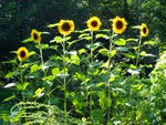 sunflowers alive