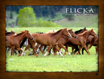Flicka Wallpaper