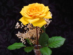 Friendship rose for Tatjana