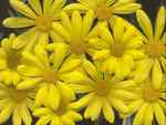 Beautiful Yellow Daisies