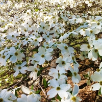 Southern Touch Studio