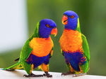 Lorikeets