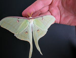 Luna Moth