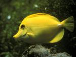 YELLOW FISH