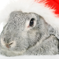 Christmas Bunny
