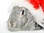 Christmas Bunny