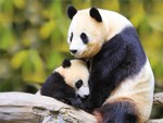 Momma Panda & Baby