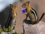 Chipmunk\'s Love