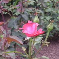 Boston public garden