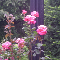 Boston public garden